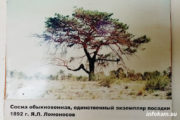 Сосна обыкновенная. Последнее дерево из посадок Я.А. Ломоносова, сделанных в 1892 году