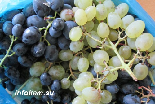 Виноград в Камышине