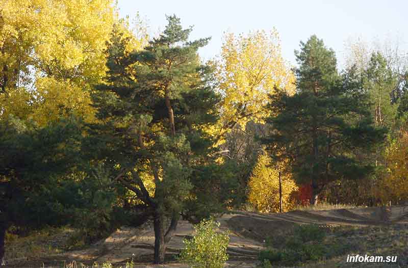 Камышинский лесопитомник ВНИАЛМИ