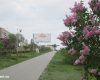 Камышин. Расцветает Сиреневый бульвар (май 2020 года)
