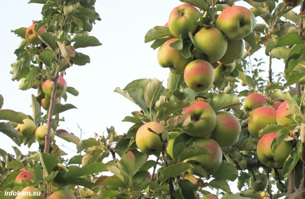 Камышинские яблоки