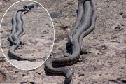 Змеи на набережной Камышина (2020 год)