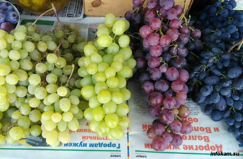 Волгоградская область намерена стать самым северным виноградником страны —Инфокам
