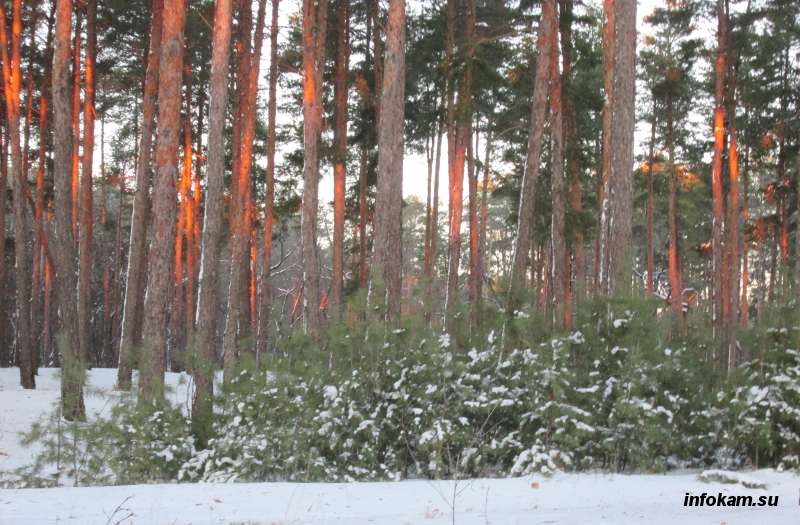 Все сосняки в Волгоградской области посажены людьми