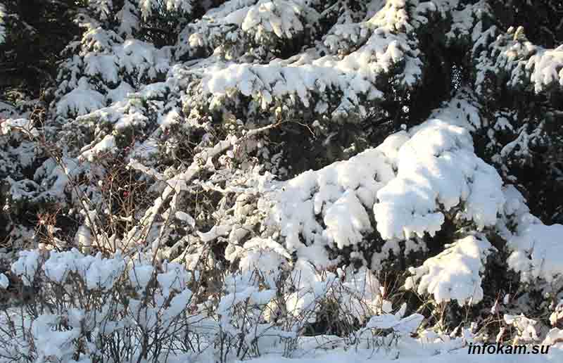 Лапы елей, высаженных в Камышине в 1974 году (сфотографирован лишь низ, чтобы оценит размер)