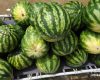 Камышин. Местная традиция: чтобы не продавать арбузы с земли, их продают с раскладушек