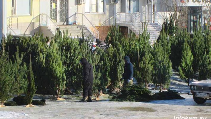 Камышин. На ёлочном базаре на улице Базарова сосны на любой вкус