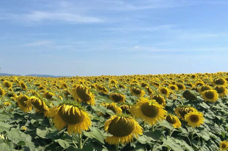 Поставь району. Подсолнечник фермер. Камышинские поля. Воднобуерачное Камышинского района Волгоградской области. Астрахань Подсолнухи на пляжу.