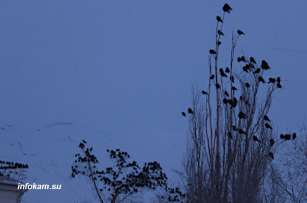 Массовый перелёт грачей в Камышине (фото Сергей Таранов)