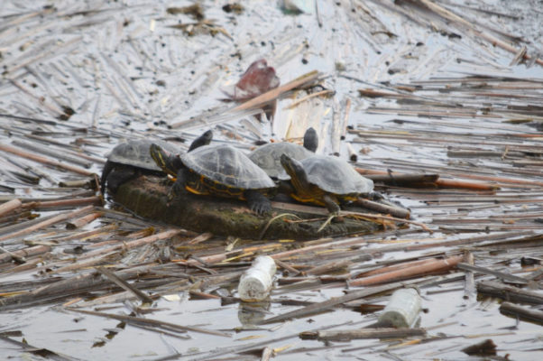 Река Камышинка и "исчезнувшие" на фоне бутылок болотные черепахи