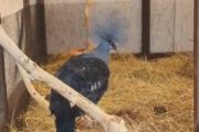 Новогвинейский венценосный голубь в приюте «Дино»