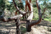Камышин, танцующий лес
