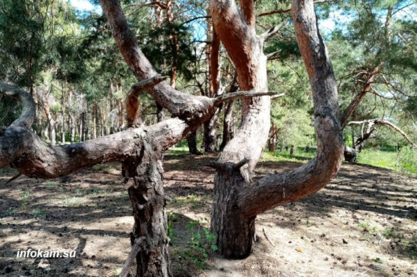 Камышин, танцующий лес