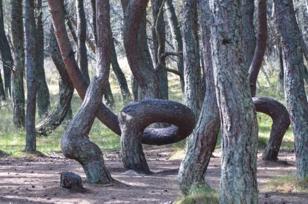 танцующий лес
