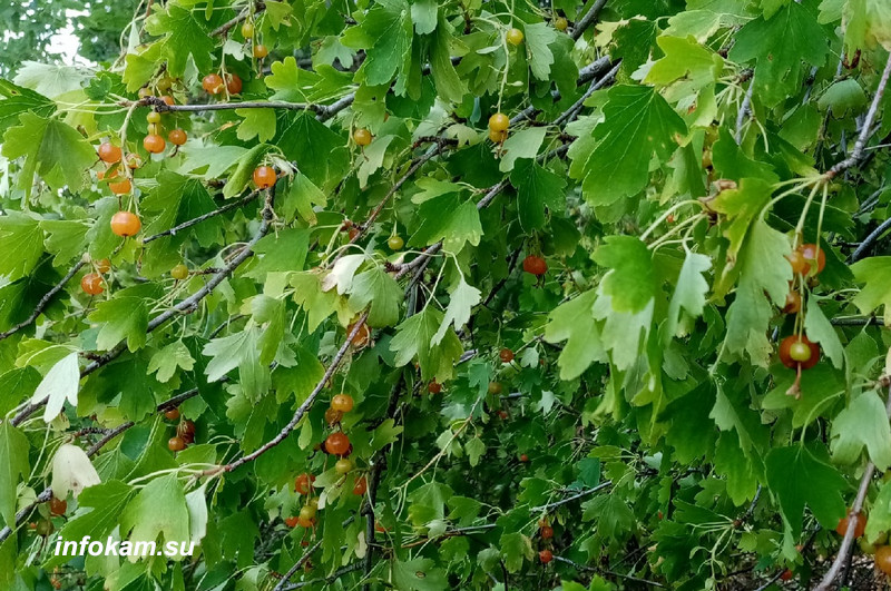 Весной неистово пылает золотистая смородина. Смородина золотистая Шафак. Смородина на юге. Лист белой и золотистой смородины отличие. Где находится смородина золотистая в великих Луках.