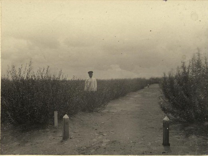 Камышинский казенный древесный питомник. Ивовая плантация. 1913