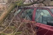 От порыва ветра дерево упало на автомобиль