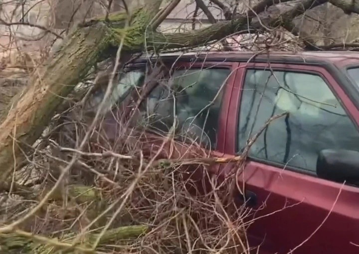 От порыва ветра дерево упало на автомобиль