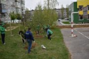 В Камышине «Волонтеры Победы» высадили крымскую сосну