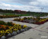 Цветы