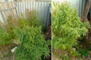наркотики, конопля