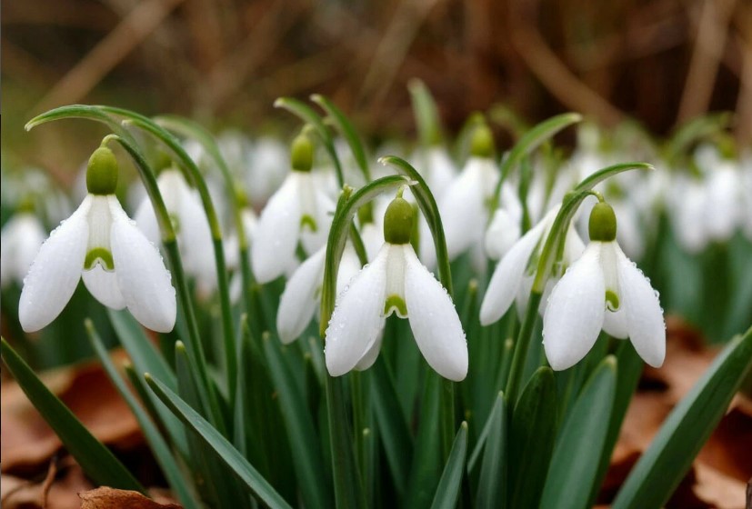 подснежник, цветы